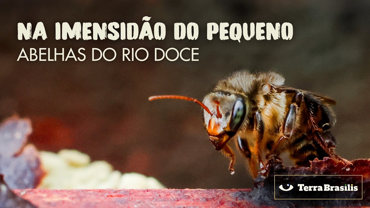 NA IMENSIDÃO DO PEQUENO | Abelhas do Rio Doce - Documentário [LEGENDADO + LIBRAS]