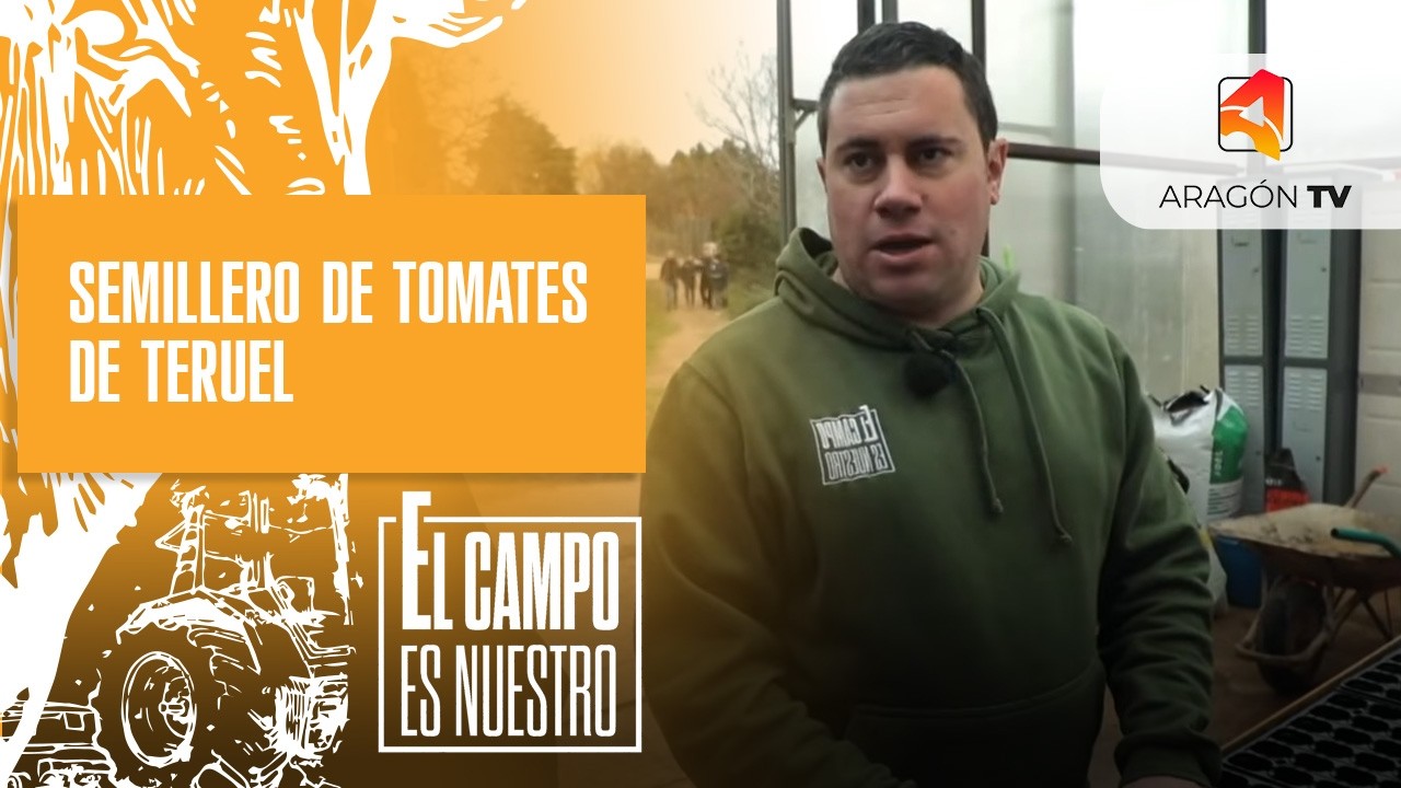 Semillero de tomates de Teruel