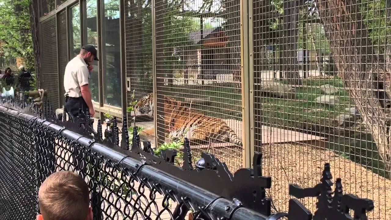Tiger training at the Calgary Zoo