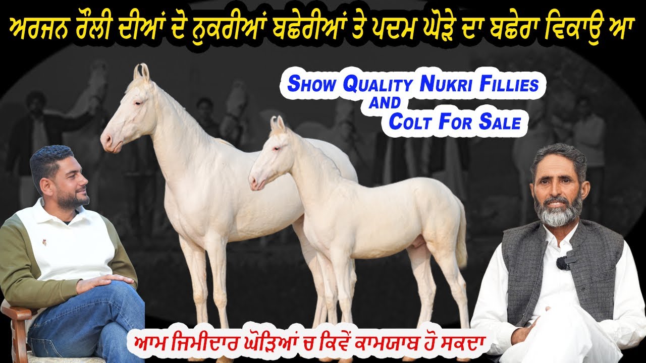 Show Quality Nukri Fillies and Colt For Sale ਆਮ ਜਿਮੀਦਾਰ ਘੋੜਿਆਂ ਚ ਕਿਵੇਂ ਕਾਮਯਾਬ ਹੋ ਸਕਦਾ #beanttulewal