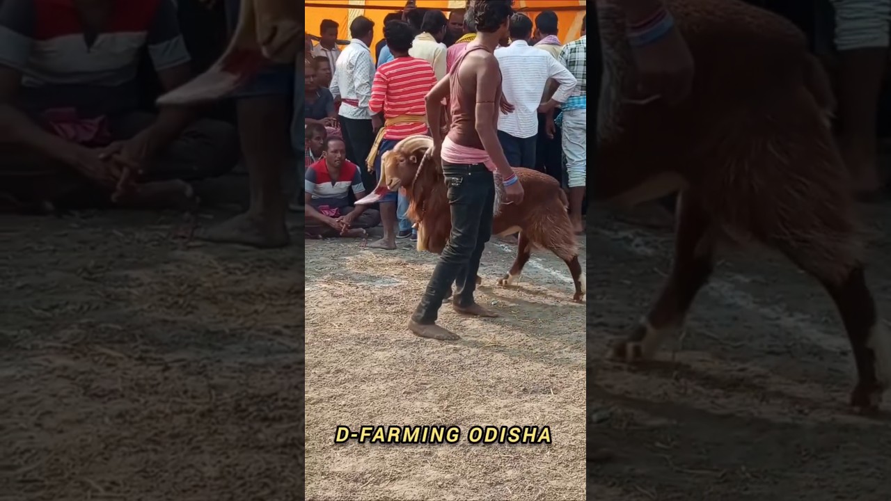 😈😱Show quality SHEEP big horn top quality# only show quality# sheep youtube shot full viral 😱🔥