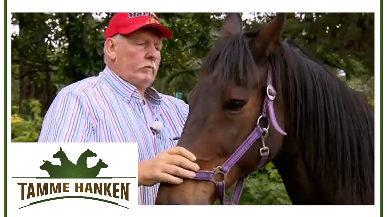 Heftige Schmerzen seit Jahren: Pferd braucht sanfte Behandlung! | Tamme Hanken | Kabel Eins