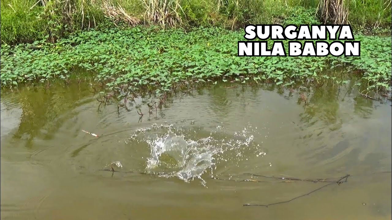 GANAS NYA BUKAN MAIN!! Menemukan sarang nila besar yang berkumpul di bawah kangkung