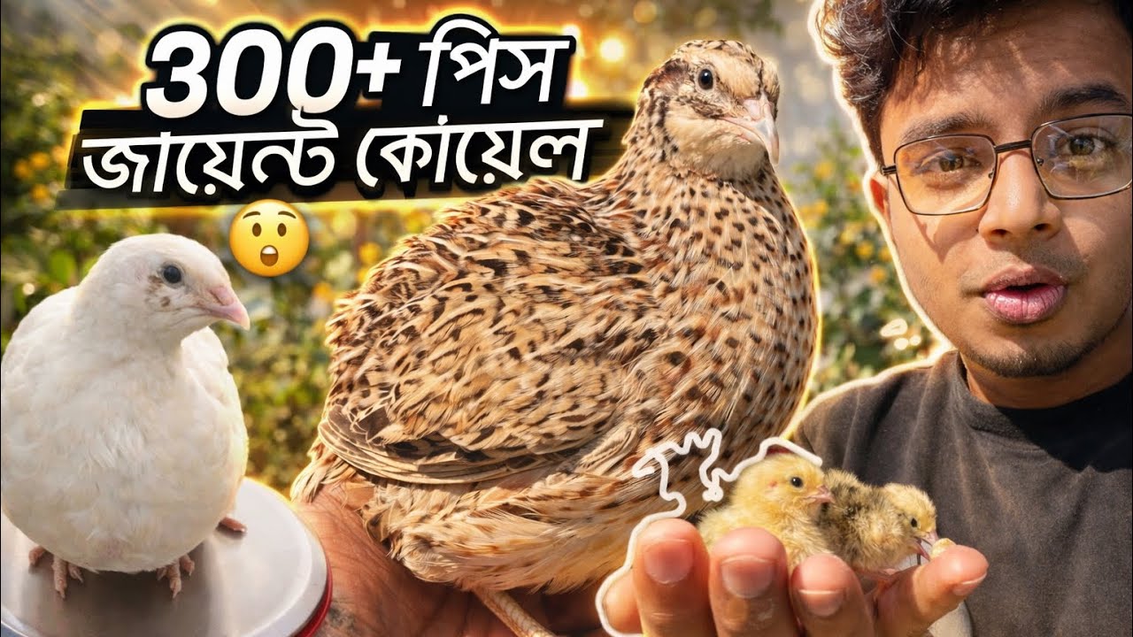 400৳ পিস জায়েন্ট কোয়েল ২৫ দিনের |FLEET WORLD| 
