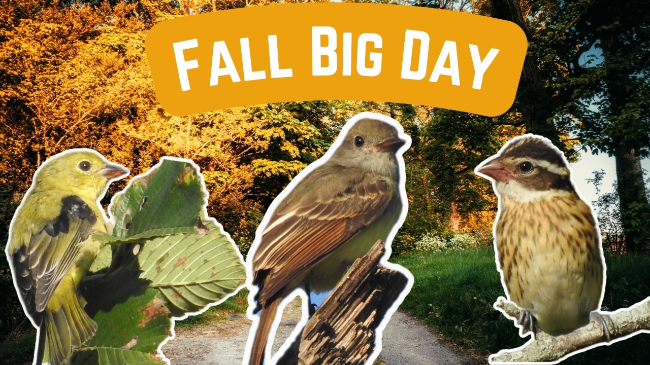 I Found AMAZING Birds On The Best Day Of Fall Migration