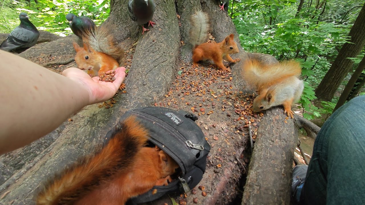 Белки ворчат (поют) хором! 🎧😆🤗 Squirrels grumbling in unison!