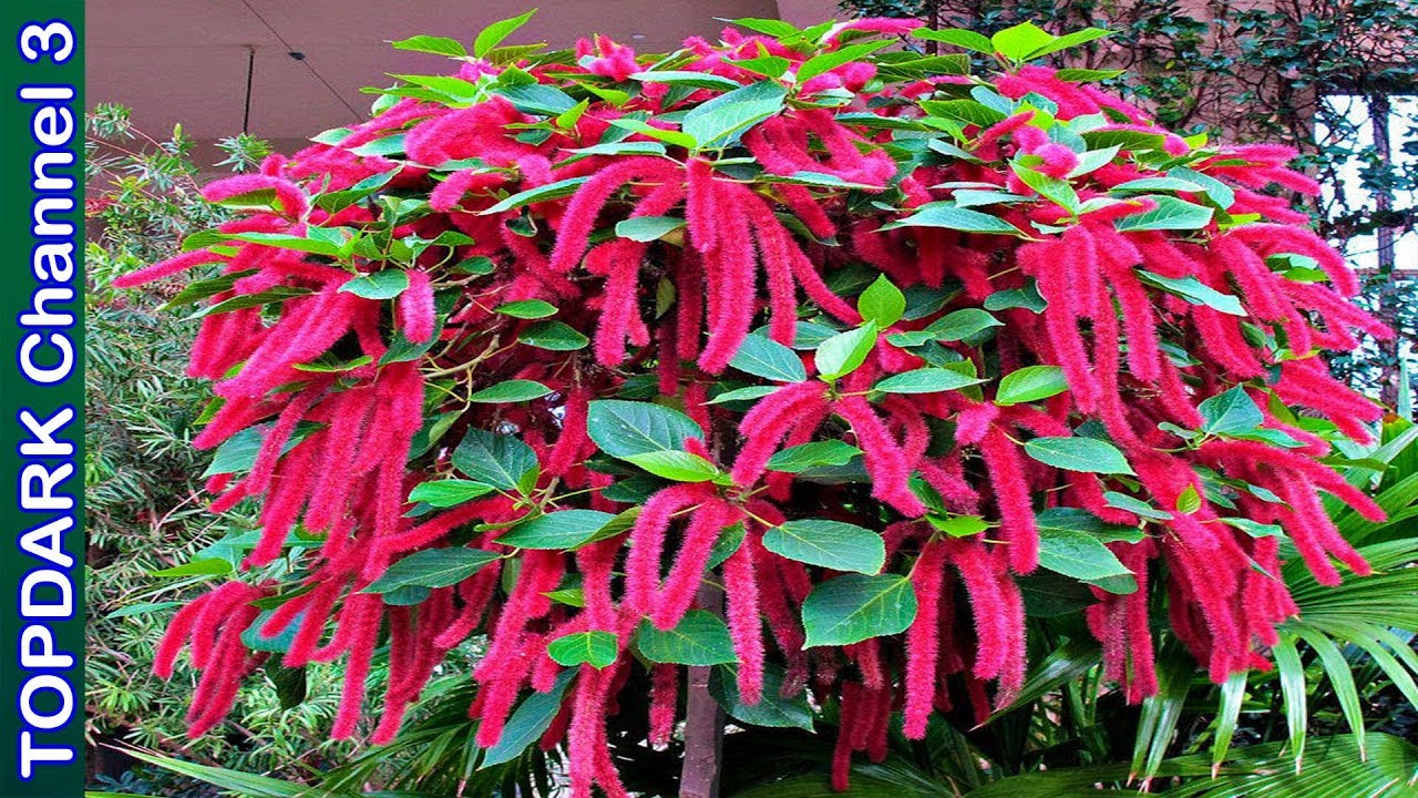 10 Flores colgantes mas bellas y coloridas