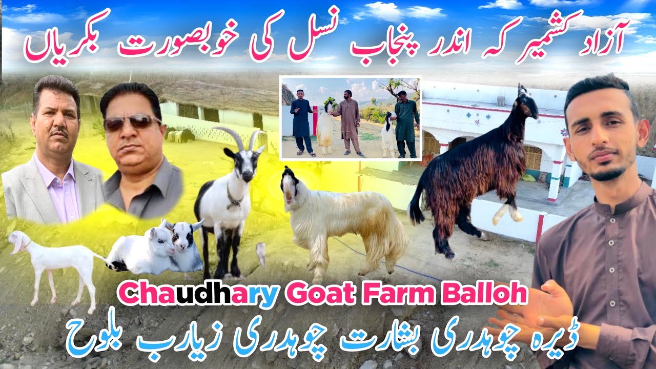 𝗖𝗵𝗼𝘂𝗱𝗵𝗮𝗿𝘆 goat Farm Balloh Beautiful Punjabi Goat /Faizan Ofiicial