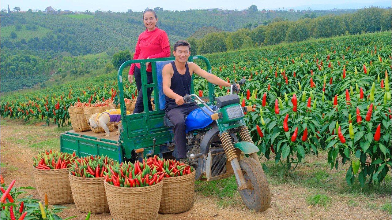 Harvest Bird’s Eye Chilies With My Sister For Market Sell – Have Dinner With Delicious Chili Dishes