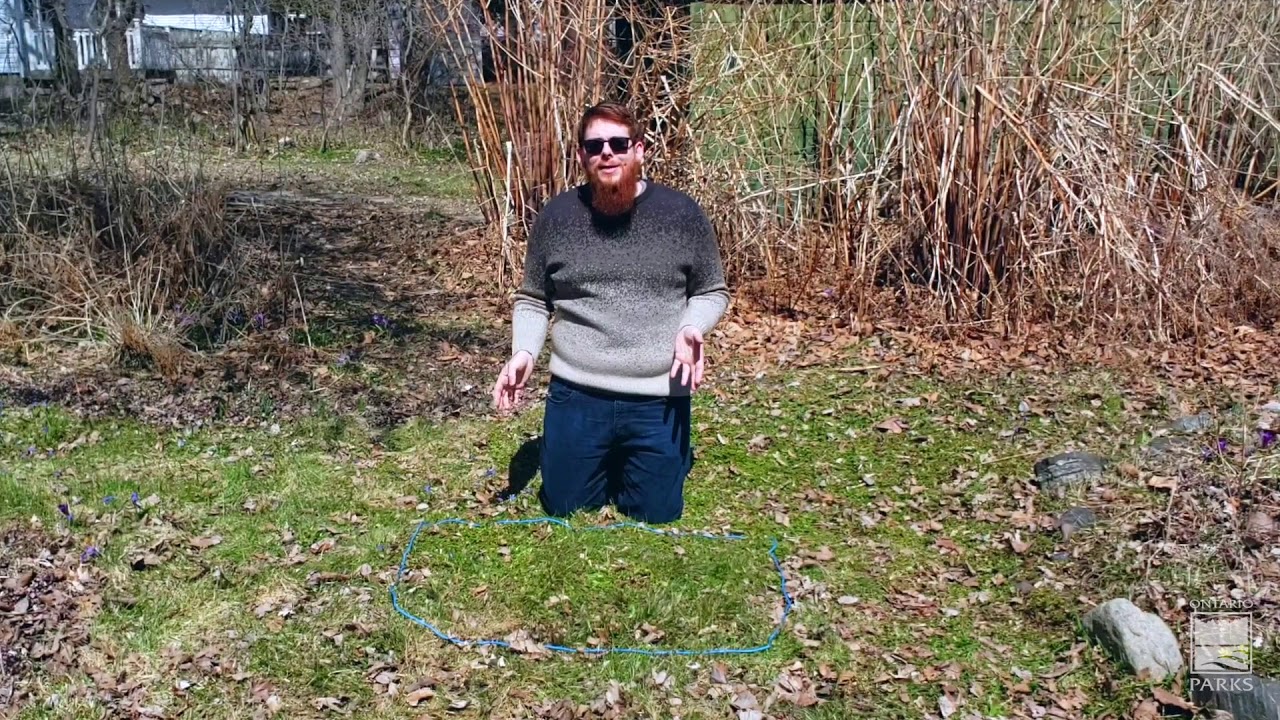 Discovering plants in your backyard