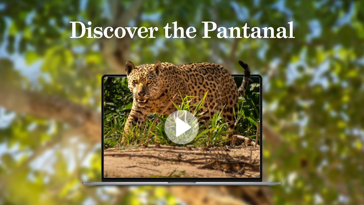 Discover the Pantanal with Ian Loyd - 21 October 2025