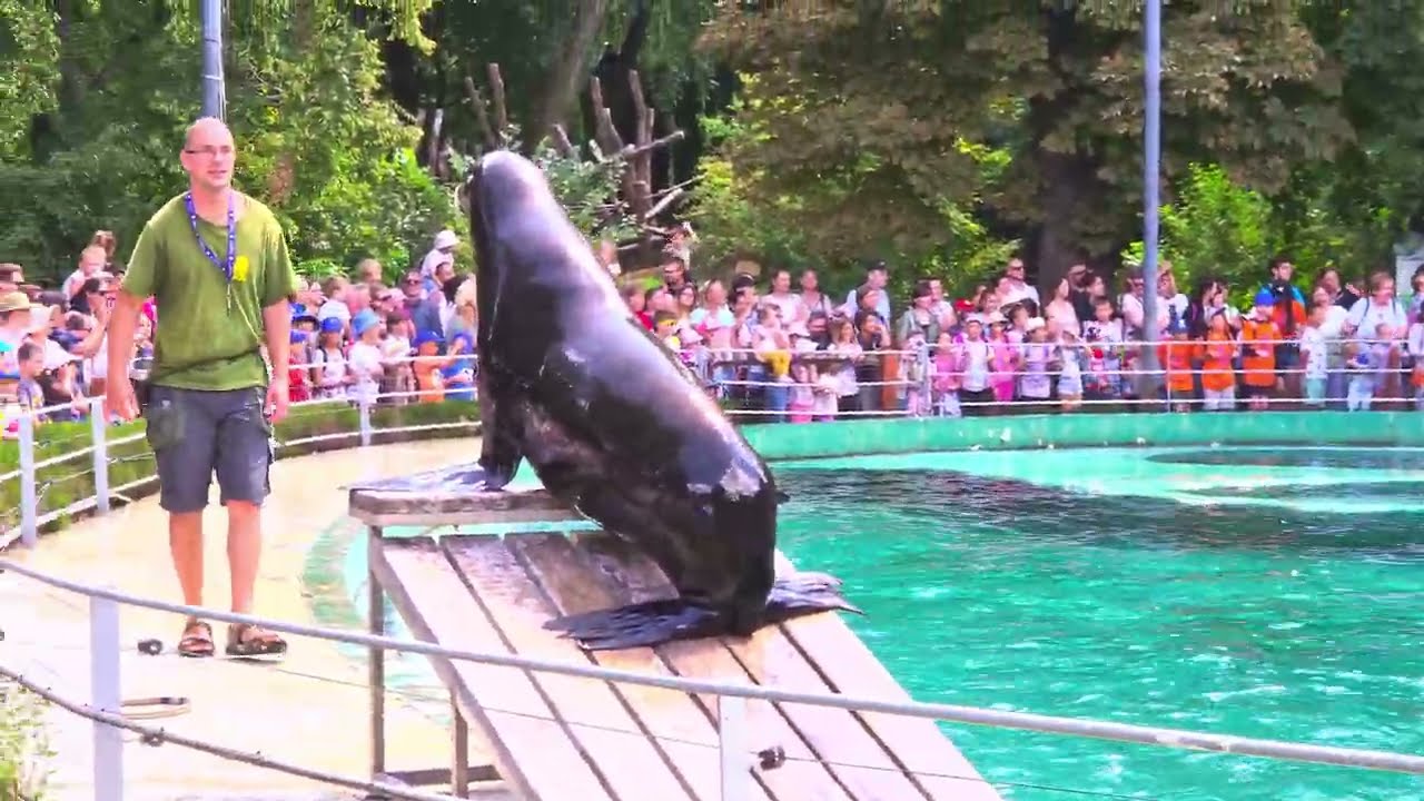 Fóka-Show-  Budapest Zoo (4K HDR 10+)