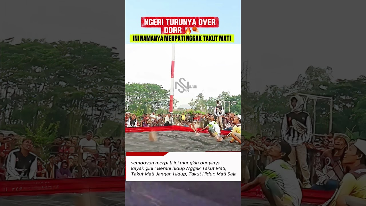 LIAT MERPATI INI NGGAK TAKUT MATI‼️🕊️ #merpatikolong #syifanajwamerpati #merpati