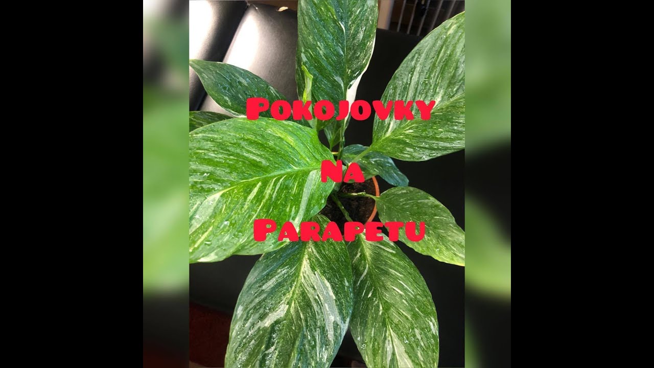 Vitejte v projektu - Pokojovky na Parapetu