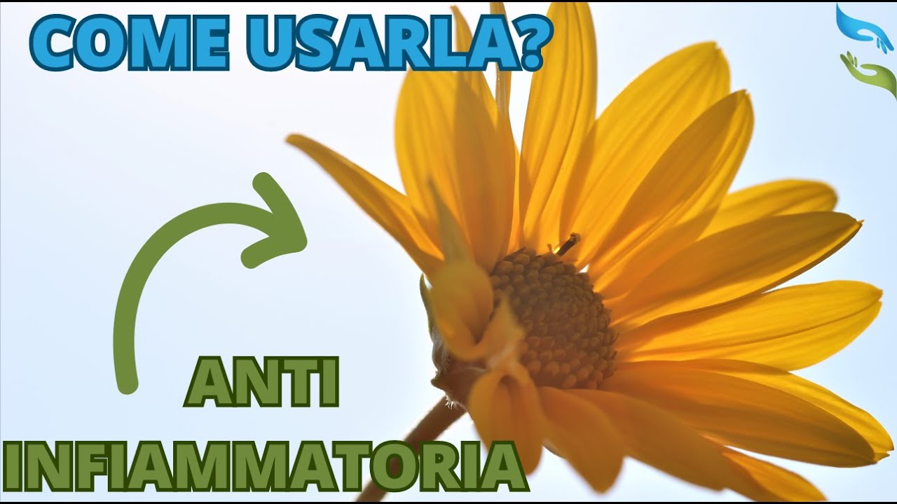Le proprietà e come usare una fantastica pianta, l'ARNICA.
