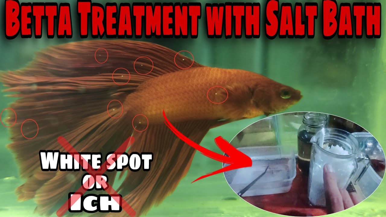 How to Treat White Spot or Ich on my Betta Fish | Tagalog