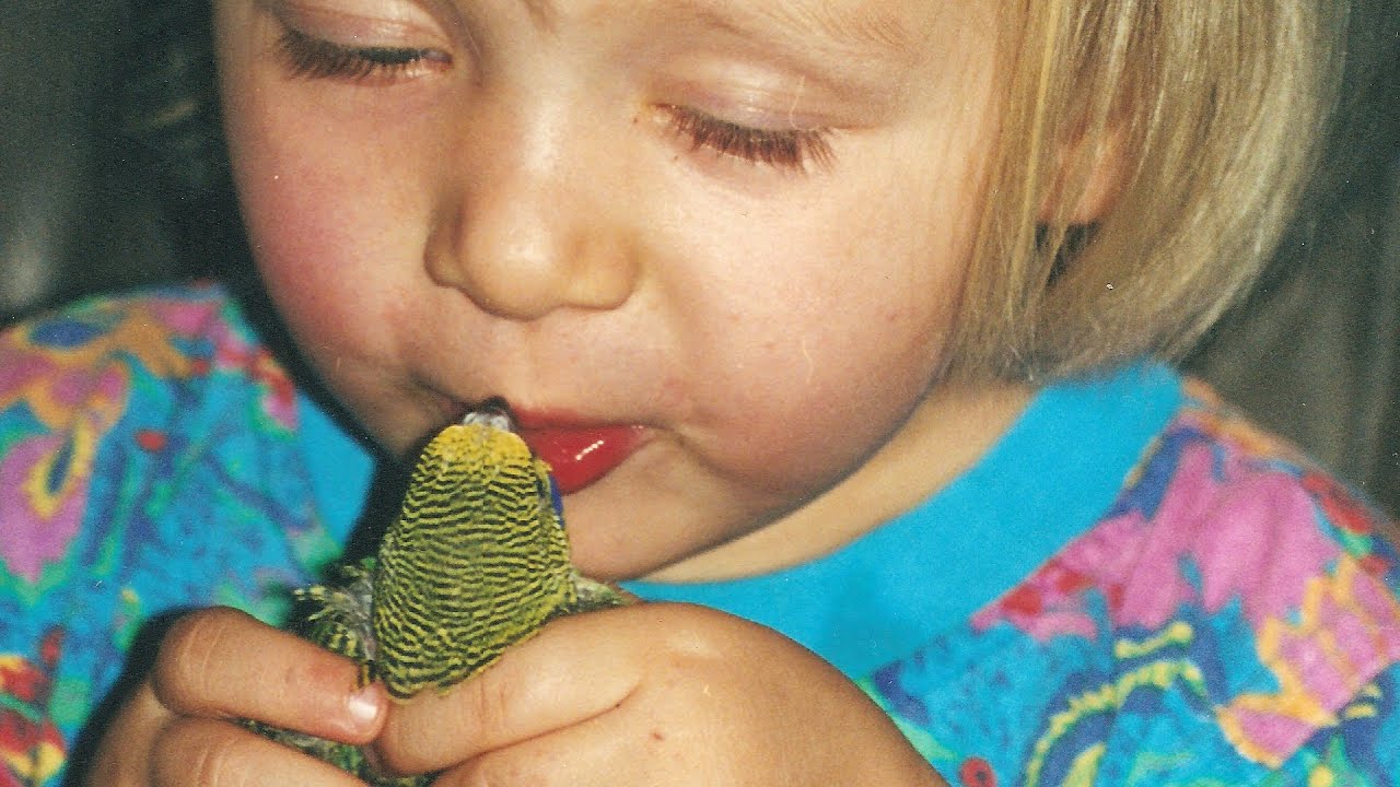 Papużka falista - najpopularniejszy gadający pupil