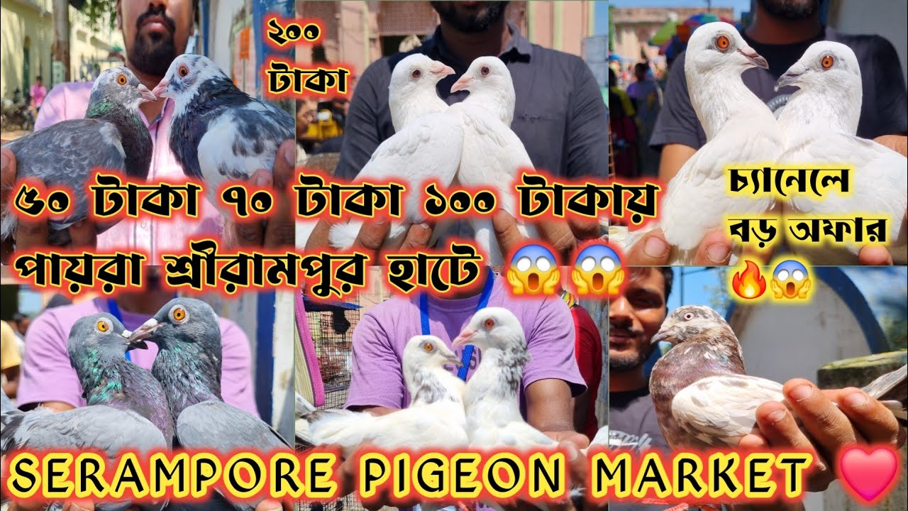 শ্রীরামপুর হাটে ৫০ টাকায়😱 ৭০ টাকায় 😱১০০ টাকায় ১৫০ টাকায় 😱পায়রা 🔥 চ্যানেলের অফার মাথা নষ্ট 🔥👑