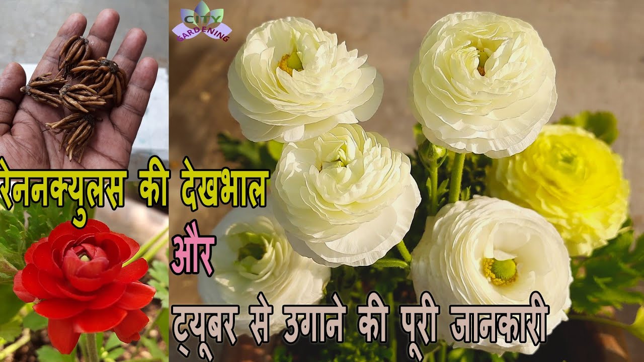 Grow Ranunculus this winter, a highly decorative rose like flowers. Grow & care guide for ranunculus