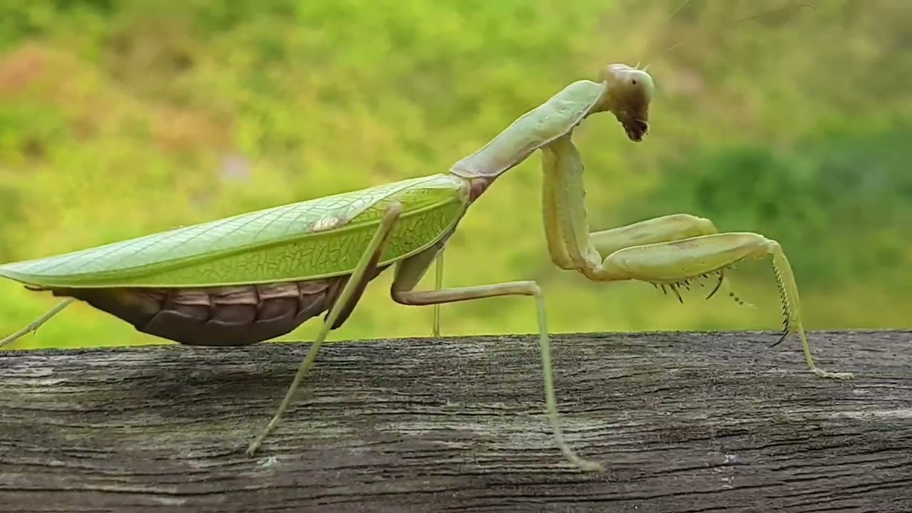 넓적배사마귀