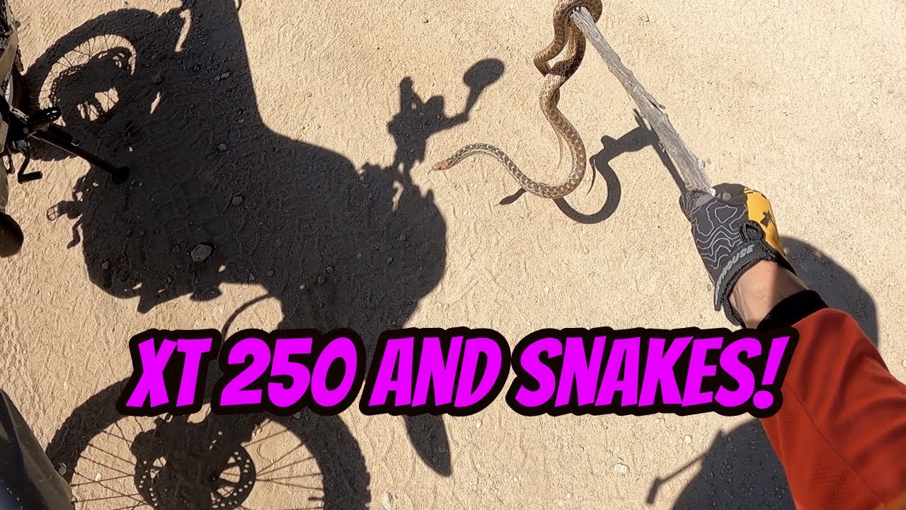 A Dual Sport Ride About Snakes and Seat Height