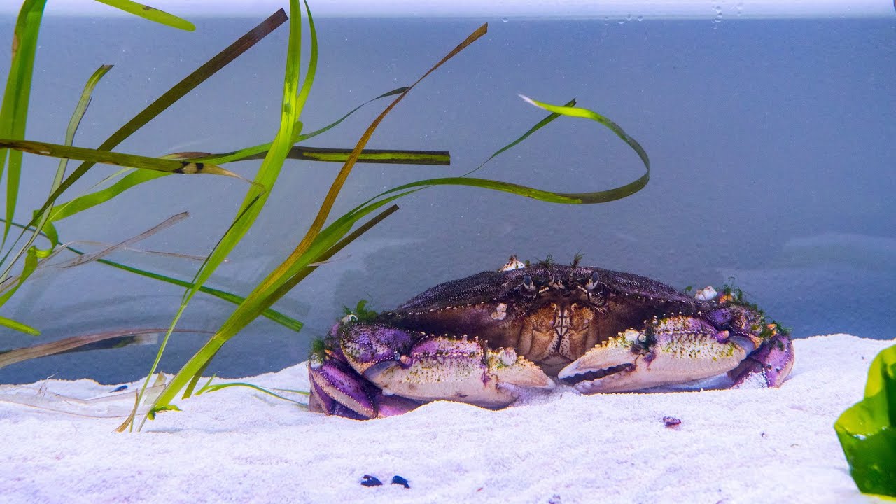Crab Aquarium [LIVE]