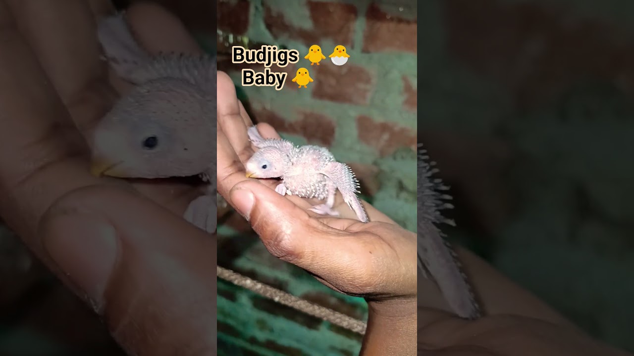 Budjigs 🐥 k bacche #video #birds #babybirds #babyanimals