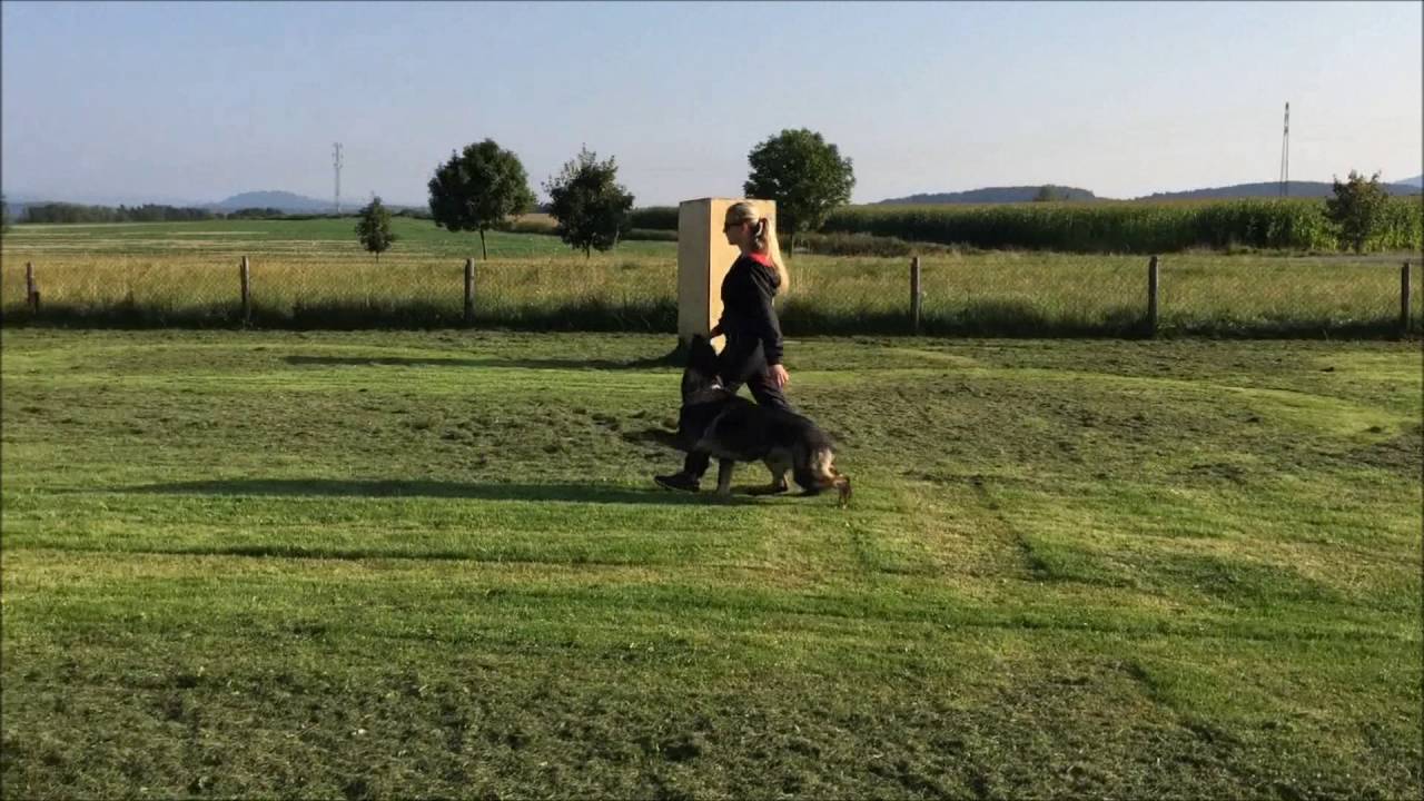 Red Bull ze Stříbrného kamene (11 months) - obedience