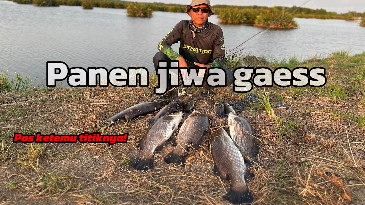 MANCING KAKAP PUTIH !! PAS KETEMU TITIK KUMPULNYA.