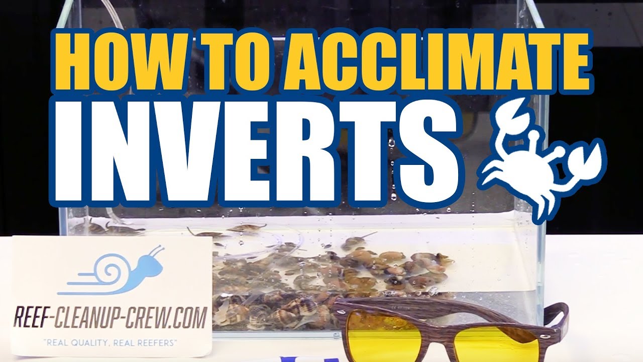 How to Acclimate Clean Up Crew Invertebrates To Your Reef Aquarium
