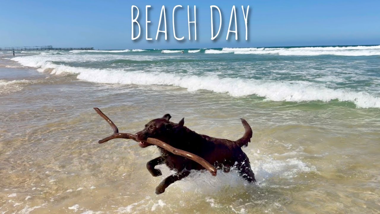 Walk with Bear at the Beach | Ocean Waves with Relaxing Music