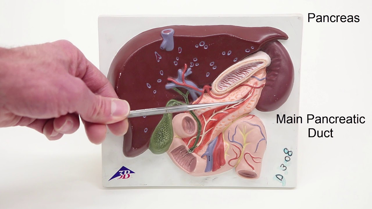 Digestive Ducts and Vessels