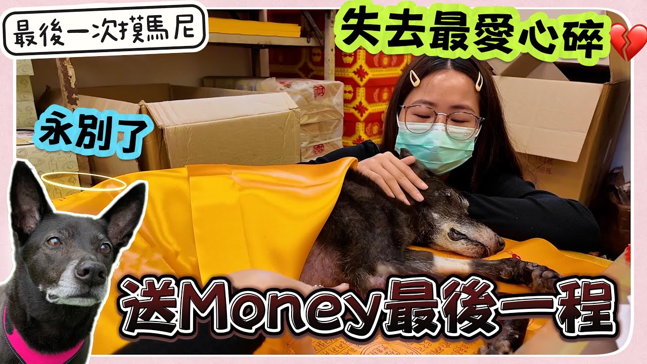【寶貝MONEY】送他最後一程！心碎告別最愛💔崩潰痛哭😭火化流程+費用！