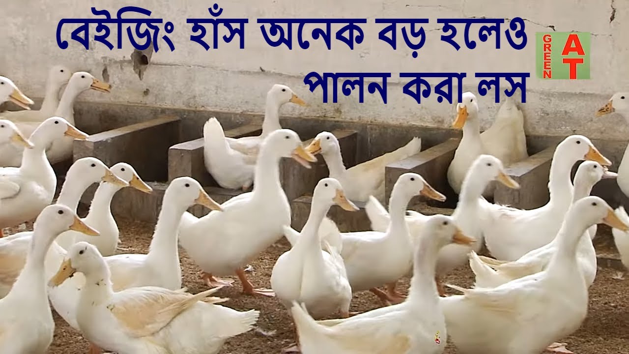 আপনি কেন বেইজিং হাঁস পালন করবেন না, জানুন বিস্তারিত | Beijing duck farming | Baizid morol
