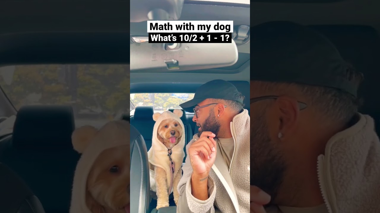 Dog solves really hard math question&hellip; 😳😳 #dogs #cockapoo #dogsofshorts