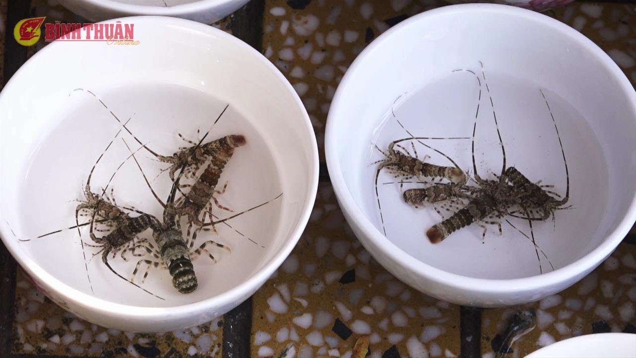 Nghề lặn bắt t&ocirc;m h&ugrave;m giống ở b&atilde;i biển Thương Ch&aacute;nh, B&igrave;nh Thuận