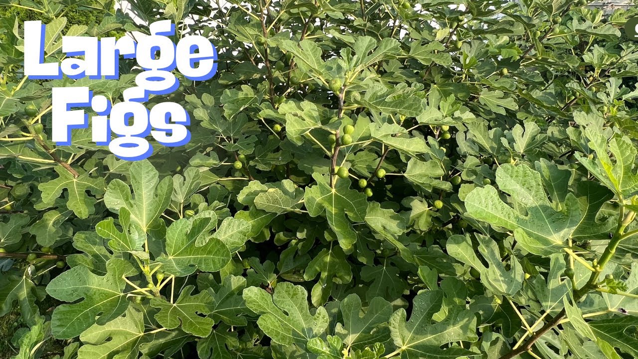 Pinch off the fig tips for bigger growth