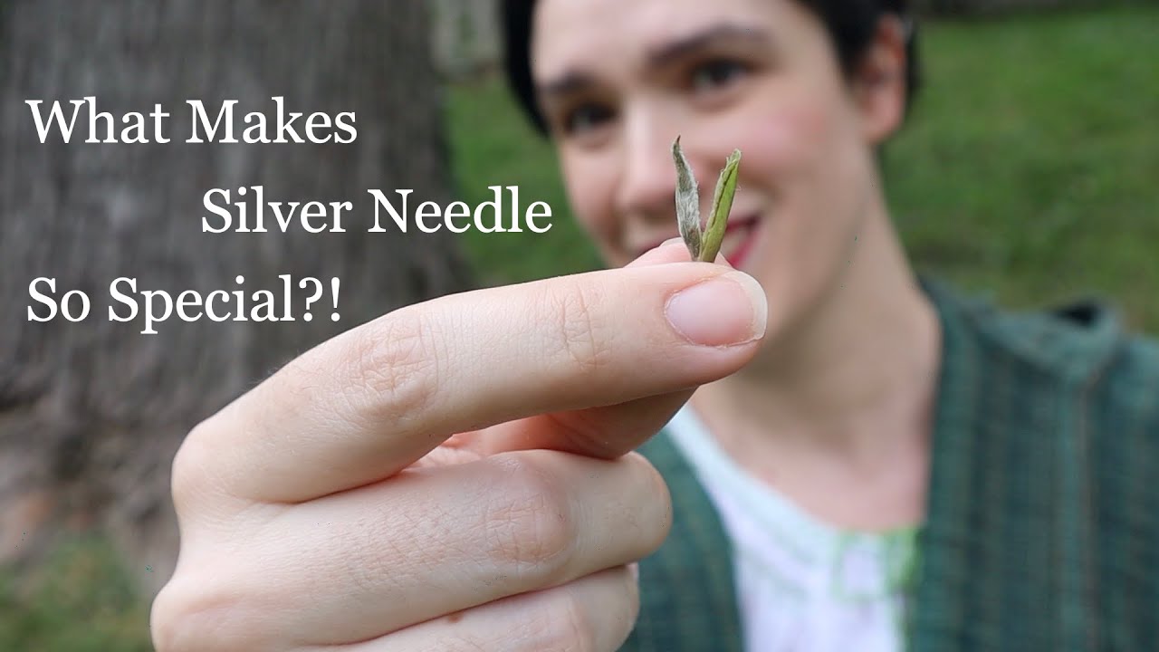 “What makes Silver Needle tea so special?” | History of White Tea | Historical Tea Session