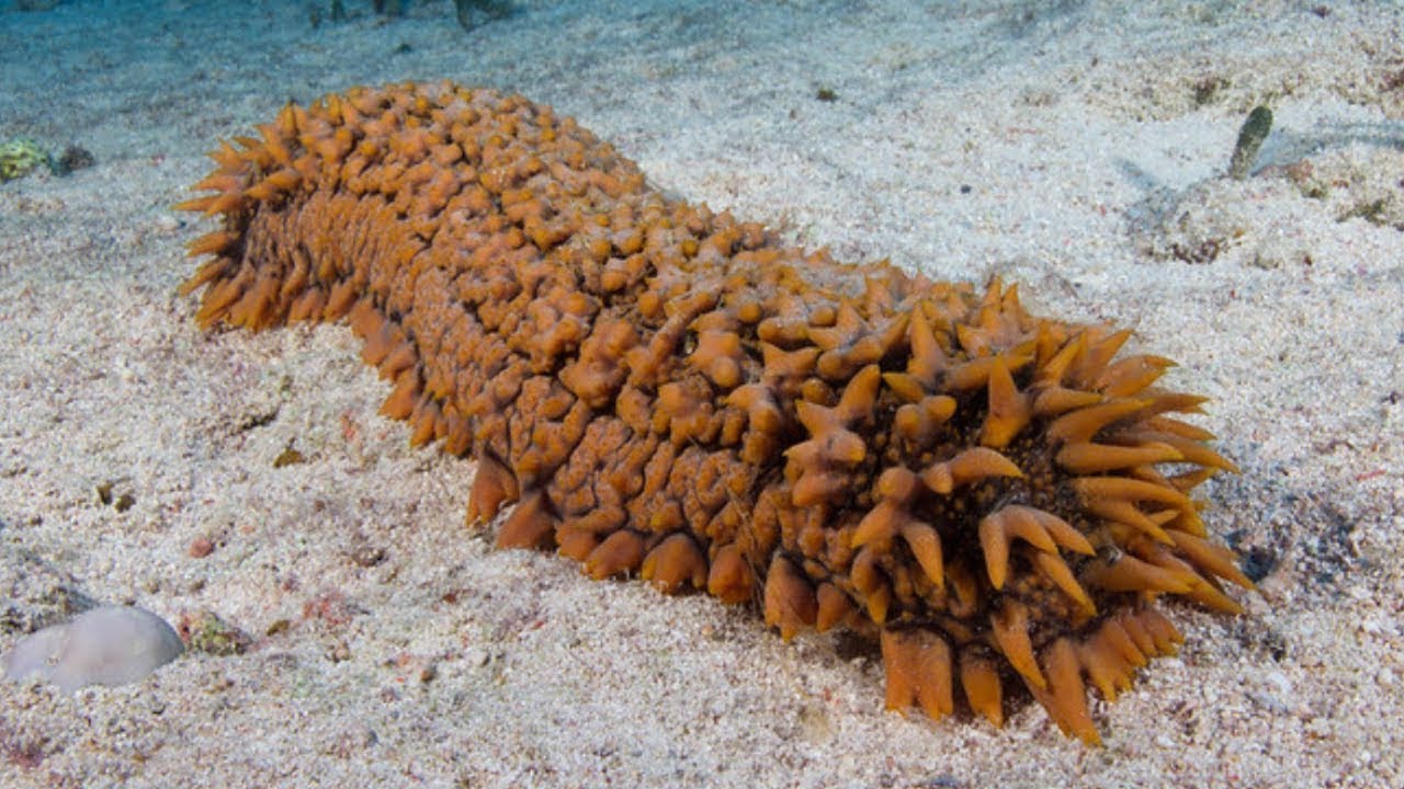 Everything You Never Knew About Sea Cucumbers | Sea cucumber Facts