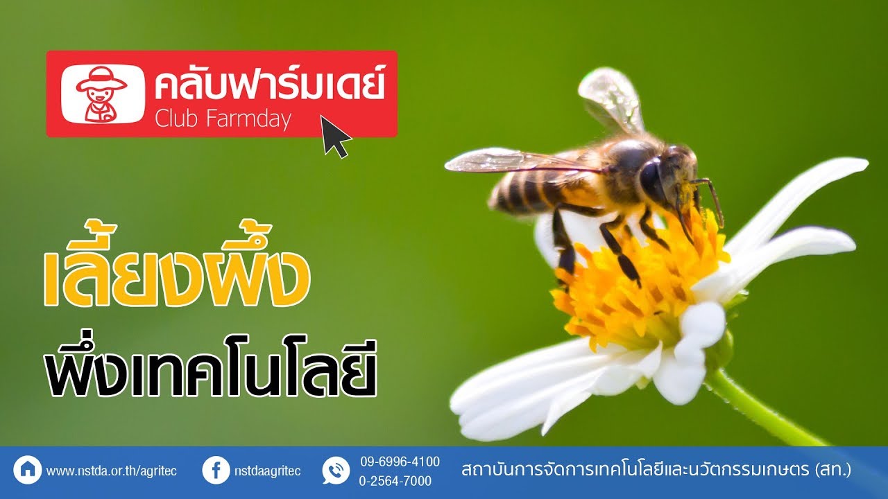 Club Farmdy ตอน เลี้ยงผึ้ง พึ่งเทคโนโลยี