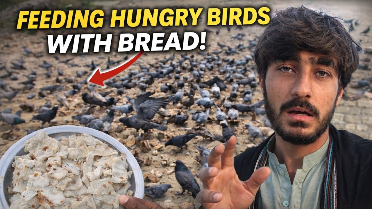 I went outside and fed hundreds of hungry birds with fresh bread…  unbelievable! 🕊️🔥