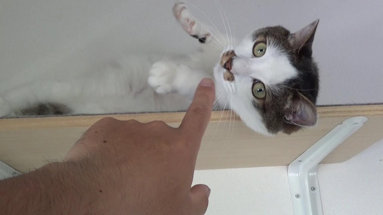 修理に出していたPCが戻ってきました。と落下しそうになる猫
