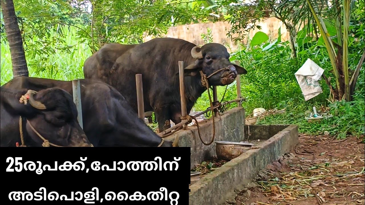 കുറച്ചു കപ്പലണ്ടി പിണ്ണാക്ക് കൂടി ചേർന്നാൽ,പോത്ത് കൂടുള്ളൂ കുറയില്ല 9947863454,വാട്ട്സാപ്പ്.
