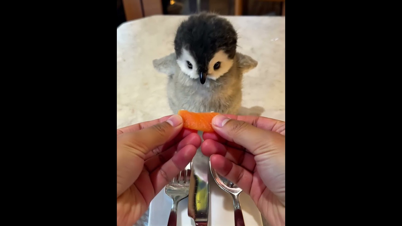 The Cutest Fluffy Animals You&rsquo;ll Want to Hug Right Now #fluffyanimals   #cutepets