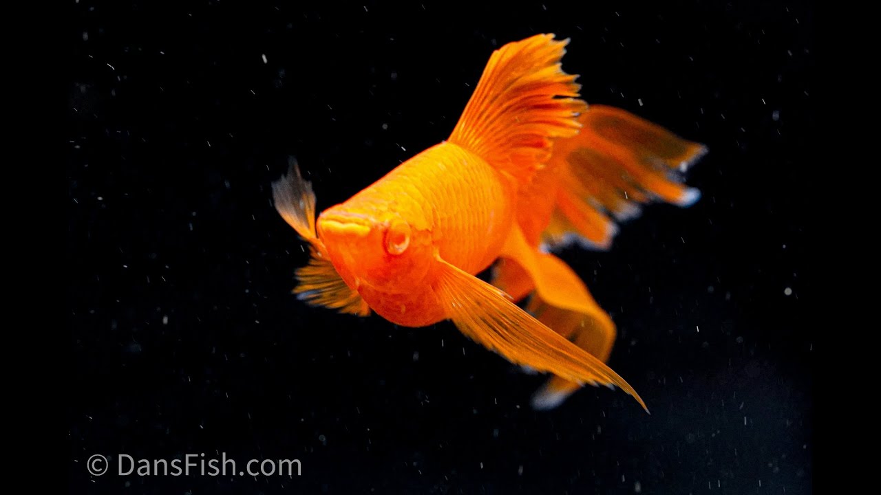 Ultimate Livebearer COLLECTION Tour...I've NEVER seen this fish BEFORE!!!!