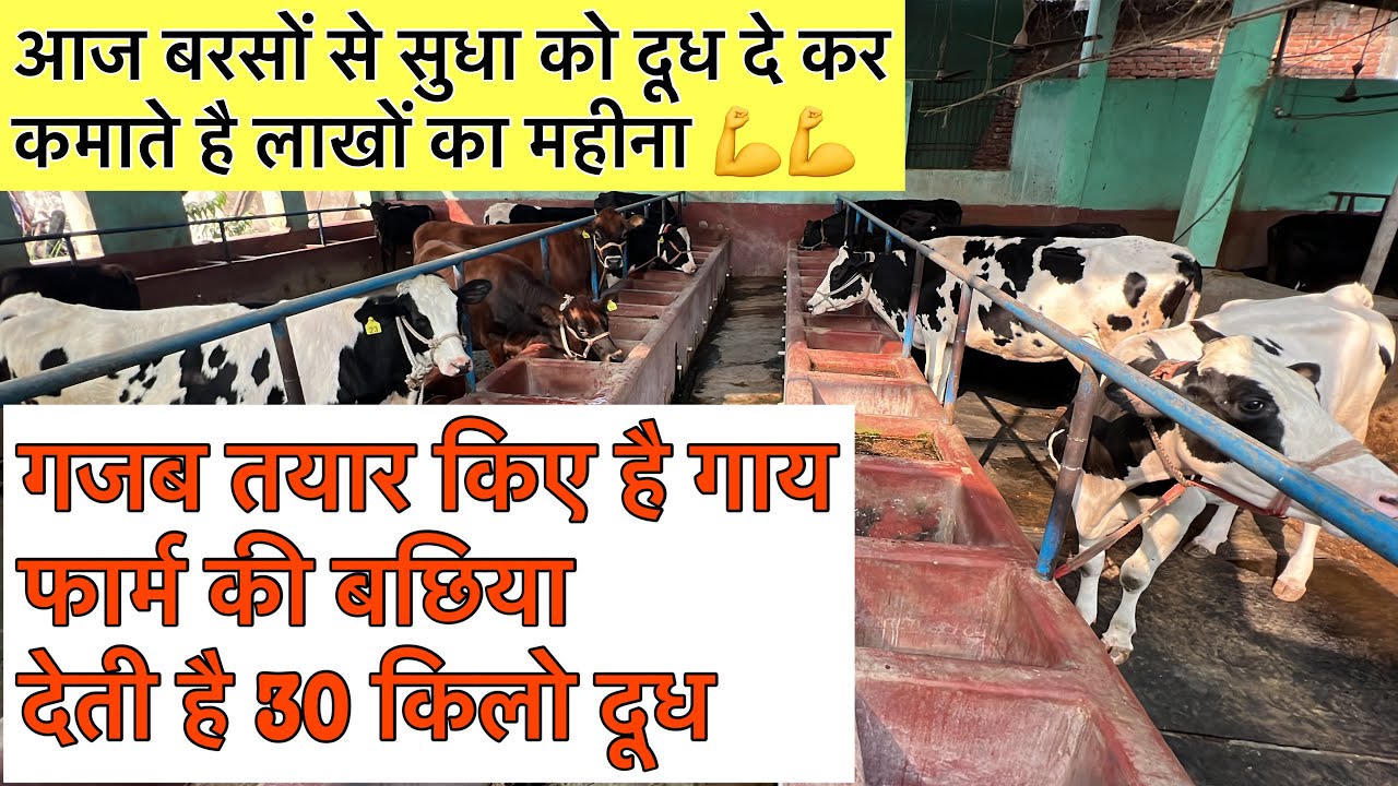 आज बरसों से सुधा को दूध दे कर कमाते है लाखों का महीना👍ARYA Dairy Farm Arwal Bihar#dairyfarmbihar