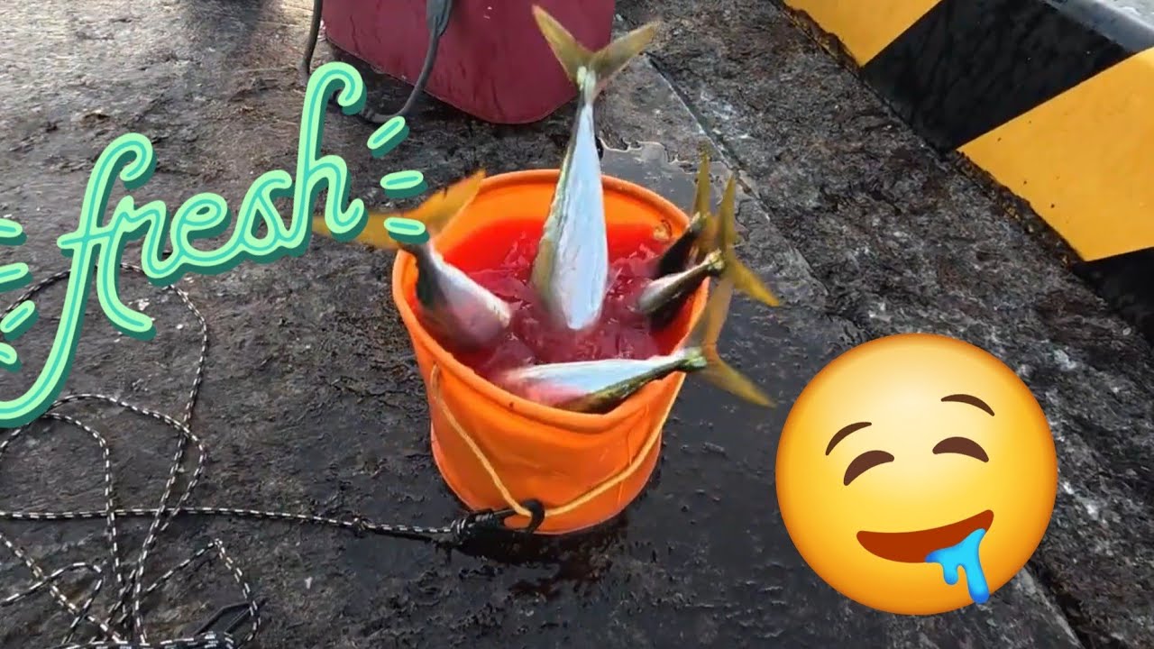 Fishing mackerel scad (muroaji) @ Miyakejima