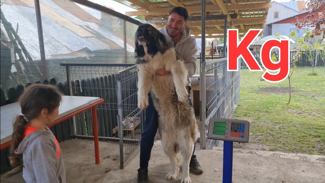 Kilograme Caucazian și Mioritic Ciobănesc