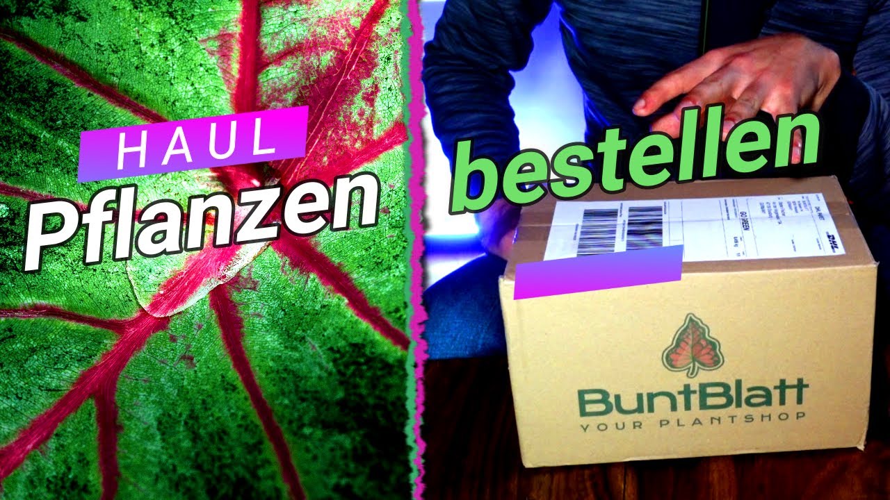 Seltene Pflanzen haul 2021 &ndash; wir testen einen neuen PLANT SHOP Caladium + Colocasia