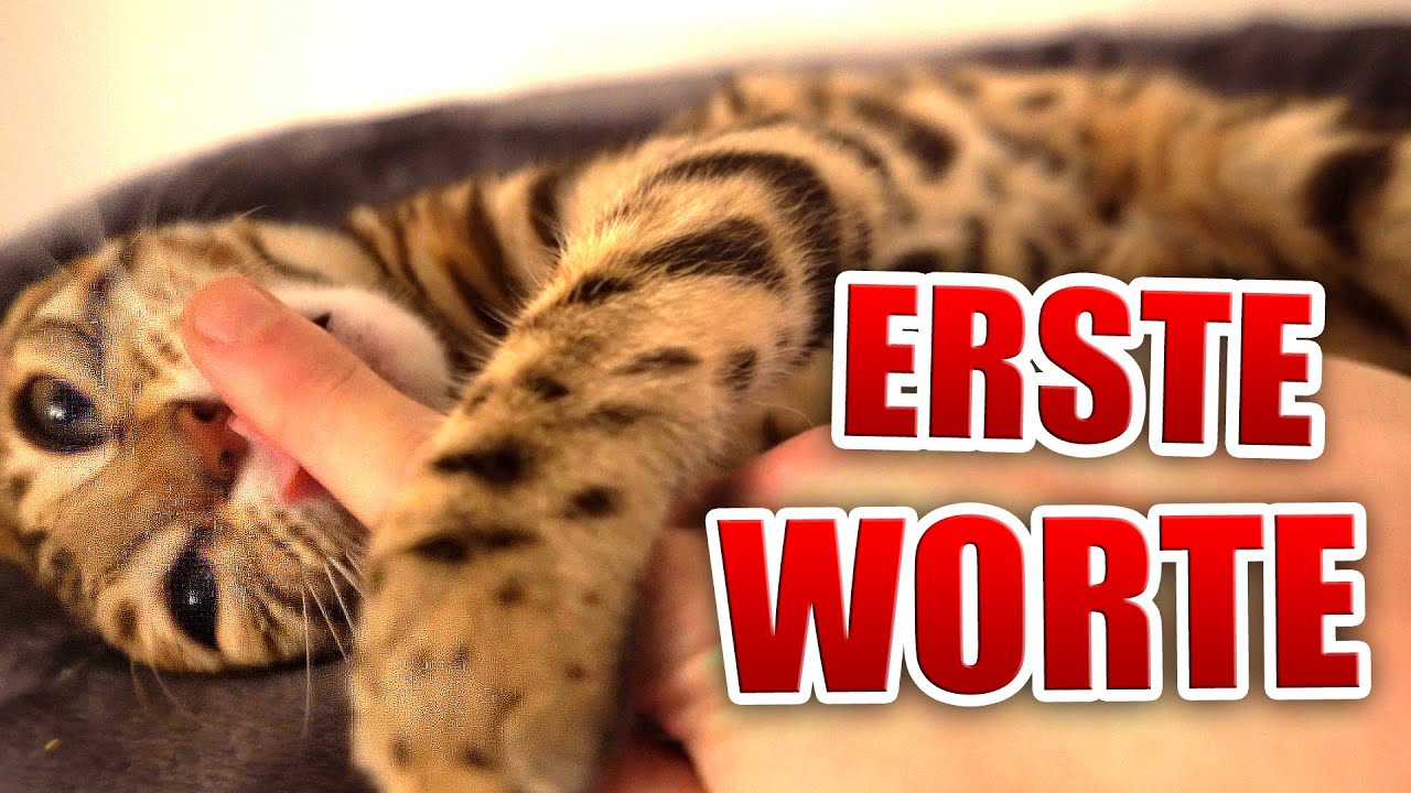 Können unsere Katzen reden ?